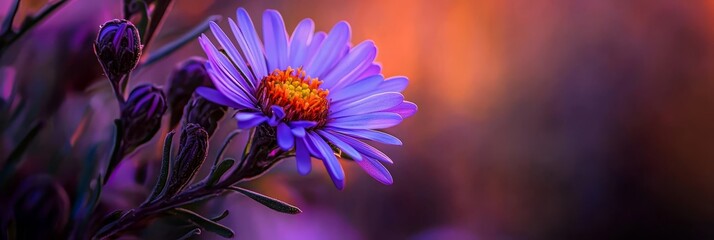 Poster -  A purple flower with an orange center, situated before a hazy backdrop of pink and purple blooms