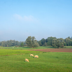 Wall Mural - cows graze in floodplanes of river rhine in holland