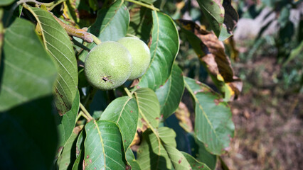 juglans regia, persian or english or carpathian walnut, madeira walnut or common walnut green fruits