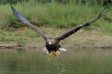 Wall Mural - White Tailed Eagle (Haliaeetus albicilla), also known as Eurasian sea eagle and white-tailed sea-eagle fishing in a lake