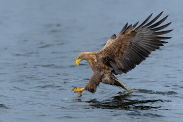 Wall Mural - White Tailed Eagle (Haliaeetus albicilla), also known as Eurasian sea eagle and white-tailed sea-eagle. The eagle is fishing in the delta of the river Oder in Poland, Europe.