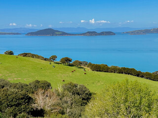 View of a park in New Zealand. Blue ocean and green grass field on spring day. Duder Park.