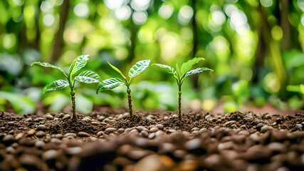 Growth Trees concept Coffee bean seedlings nature