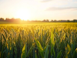 Golden wheat field under a vibrant sunset sky, creating a serene landscape.