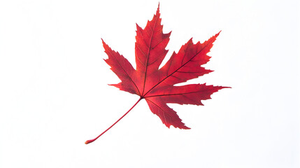 maple leaves watercolor hand-painted isolated on white background. illustration perfect for design decorative in the autumn festival. greeting cards,