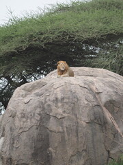 Simba, one of the 7 brothers of the Serengeti on a rock of a copi formation, as if it were taken from the movie