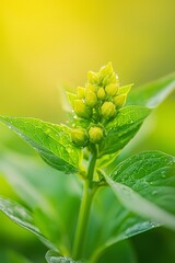 Wall Mural -  Close-up of a green plant with dewdrops on its leaves against a vibrant yellow backdrop