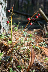 Wall Mural - Lily of the valley or Convallaria majalis or lily-of-the-valley woodland flowering plant fruits small orange red berry. All parts of the plant are potentially poisonous.