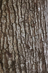 Bark texture background close up