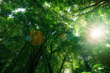 Wall Mural - looking up view of tree trunk to green leaves of tree in forest with sun light. fresh environment in