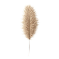 Elegant Pampas Grass Feather  on transparent background