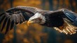 © BonzEarthsnapper - Majestic Eagle in Flight Against Autumn Background