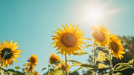 Field of sunflowers facing the sun, with a clear blue sky offering space for copy. -