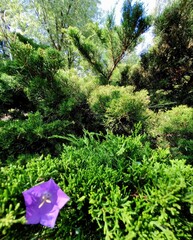 trees in the garden