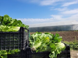 lettuce in the garden