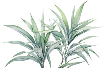 Pandanus leaves painted with watercolors on a white background. Showing the pattern of the leaves