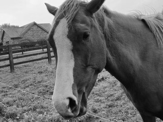 Horse at a farm close view background, cute horse head, feeding the horse black and white monochrome photo