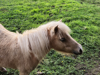 Horse at a farm close view background, cute horse head, feeding the horse