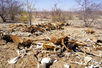 wild animal carcass after a drought, africa