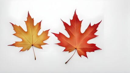 a maple leaf