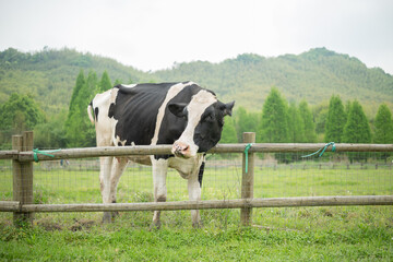 a cow on a farm