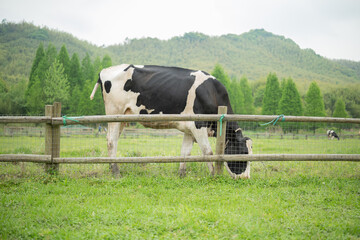 a cow on a farm