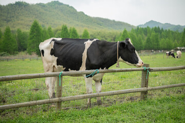 a cow on a farm