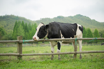 a cow on a farm