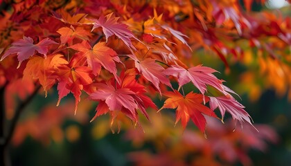 Stunning autumn maple leaves showcasing vibrant red and orange hues, capturing the enchanting beauty of the fall season.