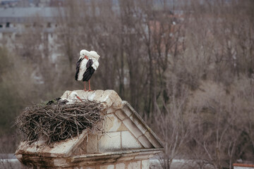 Urban Wildlife Sanctuary: Stork Nesting Atop a Rooftop in Zamora