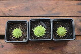 Sempervivum Litschi Rojnik