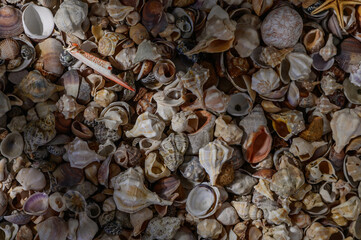 Close up of various Mediterranean shells scattered on tableм 1