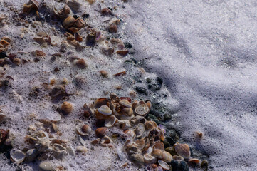 Close-Up of Seashells on Beach