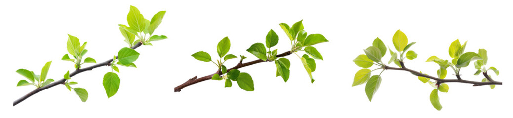 young branch of an apple tree with green leaves isolated on transparent background, cutout png