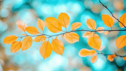 Wall Mural - Tender trsanlucent autumn branch with yellow leaves foliage on bokeh background outdoors