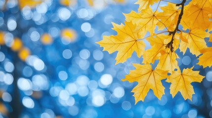 Wall Mural - Tender trsanlucent autumn branch with yellow leaves foliage on bokeh background outdoors