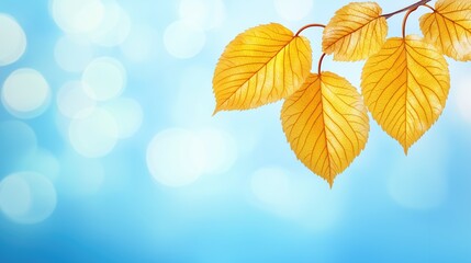Wall Mural - Tender trsanlucent autumn branch with yellow leaves foliage on bokeh background outdoors