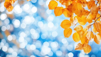 Wall Mural - Tender trsanlucent autumn branch with yellow leaves foliage on bokeh background outdoors