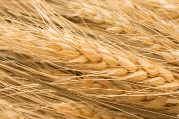 Close up of ripe wheat field