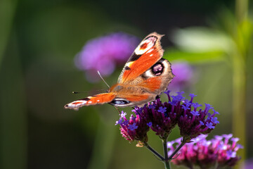 Peacock butterfly macro on violet flower blossom in close-up macro view shows filigree details of dusting butterfly with colorful wings imitating an animal eye as protective camouflage of butterfly