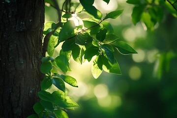 Canvas Print - Sunlight through leaves in the forest