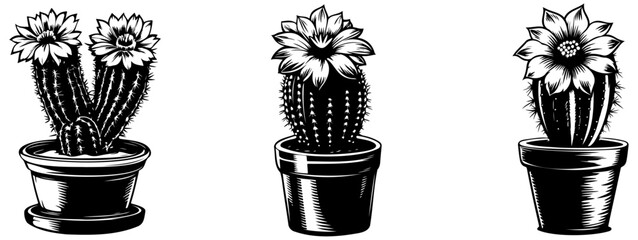 Wall Mural - Three detailed illustrations of cacti in pots with flowers, showcasing their unique shapes and textures in a black and white style.