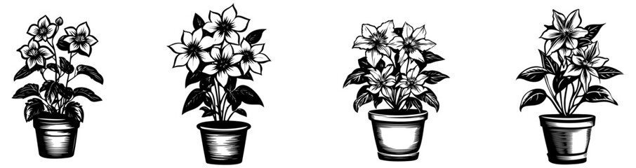 Wall Mural - Four decorative potted plants illustrated in a sketchy style, showcasing different flower types in simple pots.