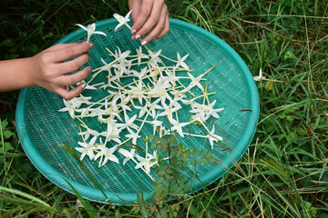 Woman's hand picking Indian Cork Tree flowers (Millingtonia hortensis Linn.f) from the ground and placing them into a green tray.