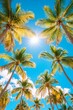 © STOCK IMAGES STALL - Sunshine filtering through palm trees against a clear blue sky
