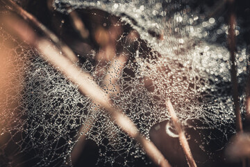 A detailed macro image of a spider web adorned with dew drops, creating a mesmerizing pattern of glistening droplets. The intricate web shimmers against a dark background