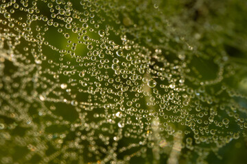 A macro shot of a spider web covered with dewdrops, creating a stunning natural pattern. The dew reflects light, with a soft green background adding to the organic beauty.