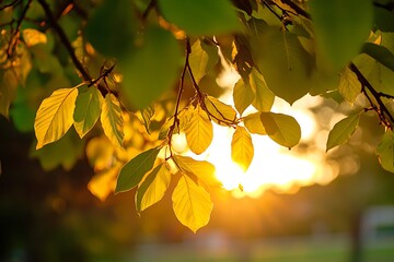 Golden leaves of a tree against a sunset backdrop. Autumn foliage close up photo