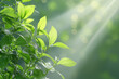© AIPhoto - Lush green leaves glisten with dew in serene environment, illuminated by soft sunlight filtering through. This tranquil scene evokes sense of peace and connection to nature