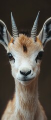 Closeup of a Young Antelope's Face.